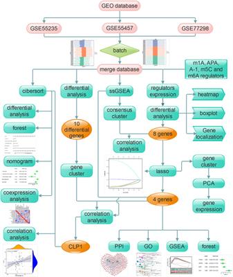 CLP1 is a Prognosis-Related Biomarker and Correlates With Immune Infiltrates in Rheumatoid Arthritis